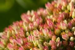 stonecrop